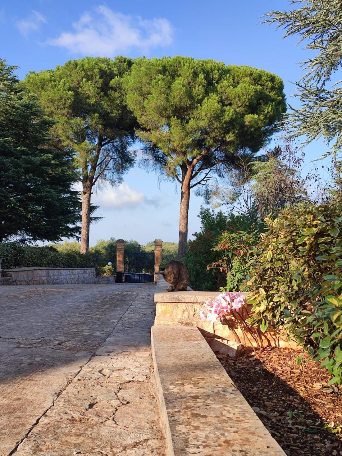 Villa Ostuni مونوبولي المظهر الخارجي الصورة